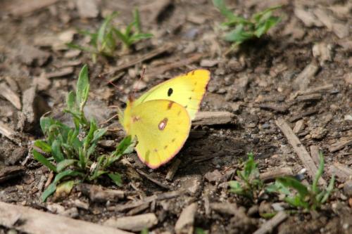 Colias (alfacariensis-hyale)